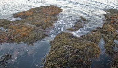 The perils of the Beadnell Rocks