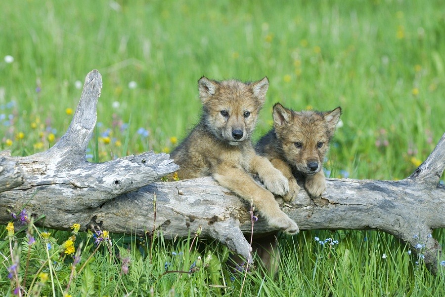 Save Wolves