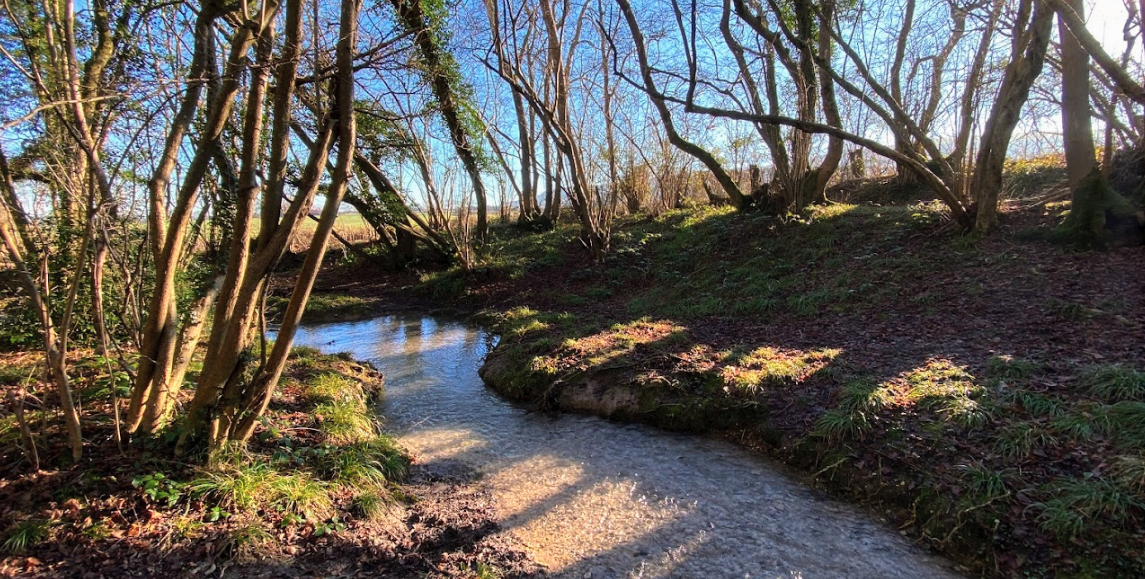 Exploring Butcher’s Wood: A Scenic Walk in East Sussex