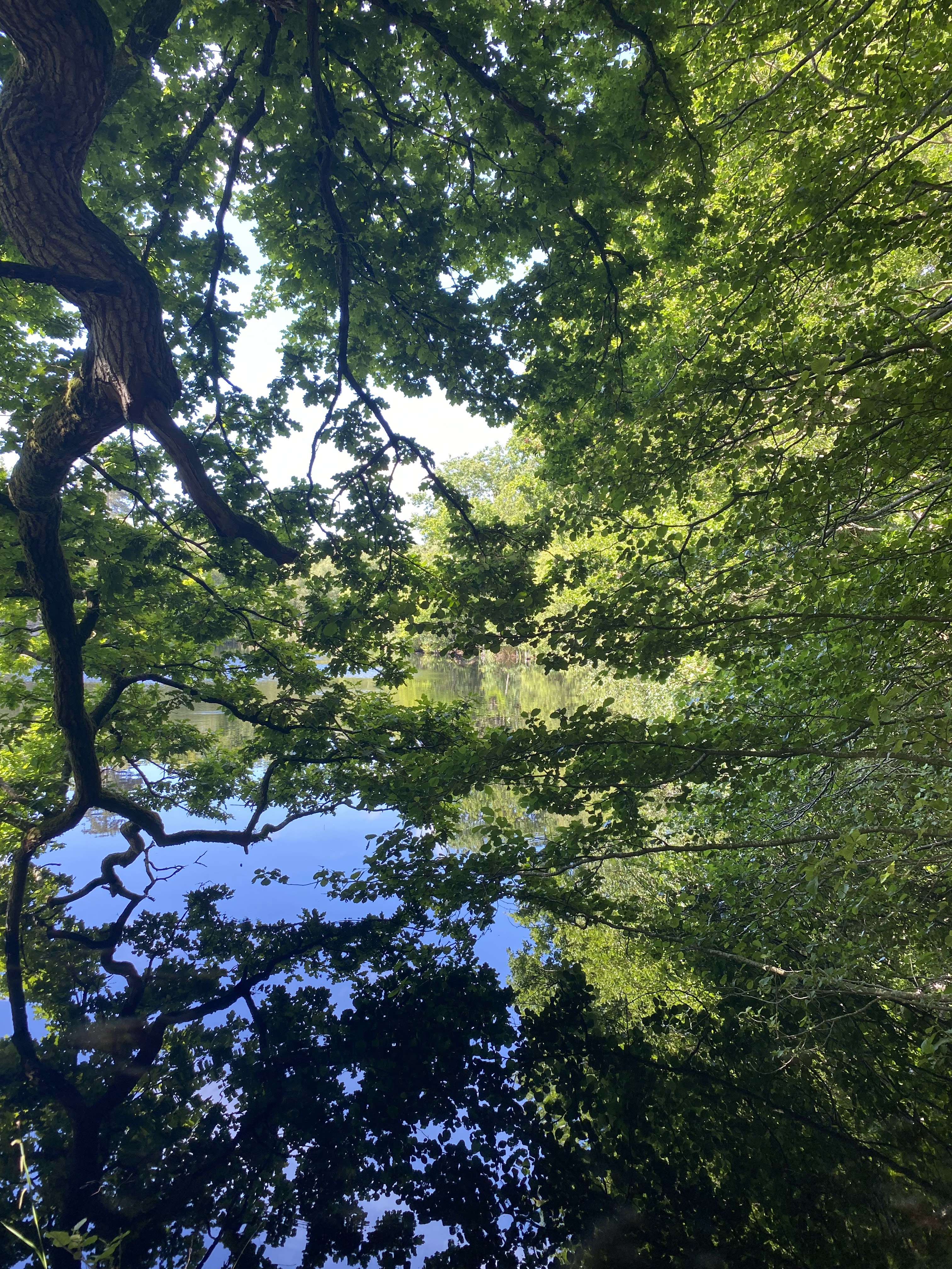 Lake Wood, Uckfield – early summer visit