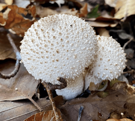 This image has an empty alt attribute; its file name is screenshot-2023-04-11-at-03.21.00.png