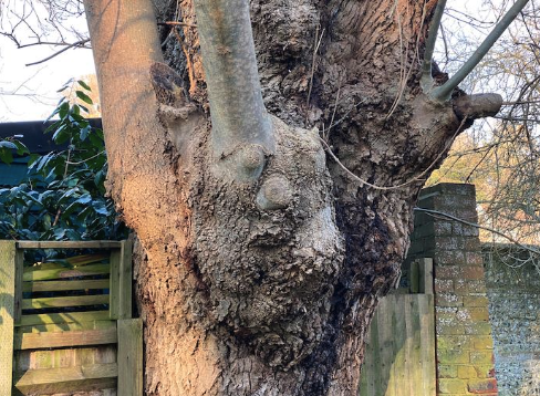 A Question for Veteran and Ancient Trees