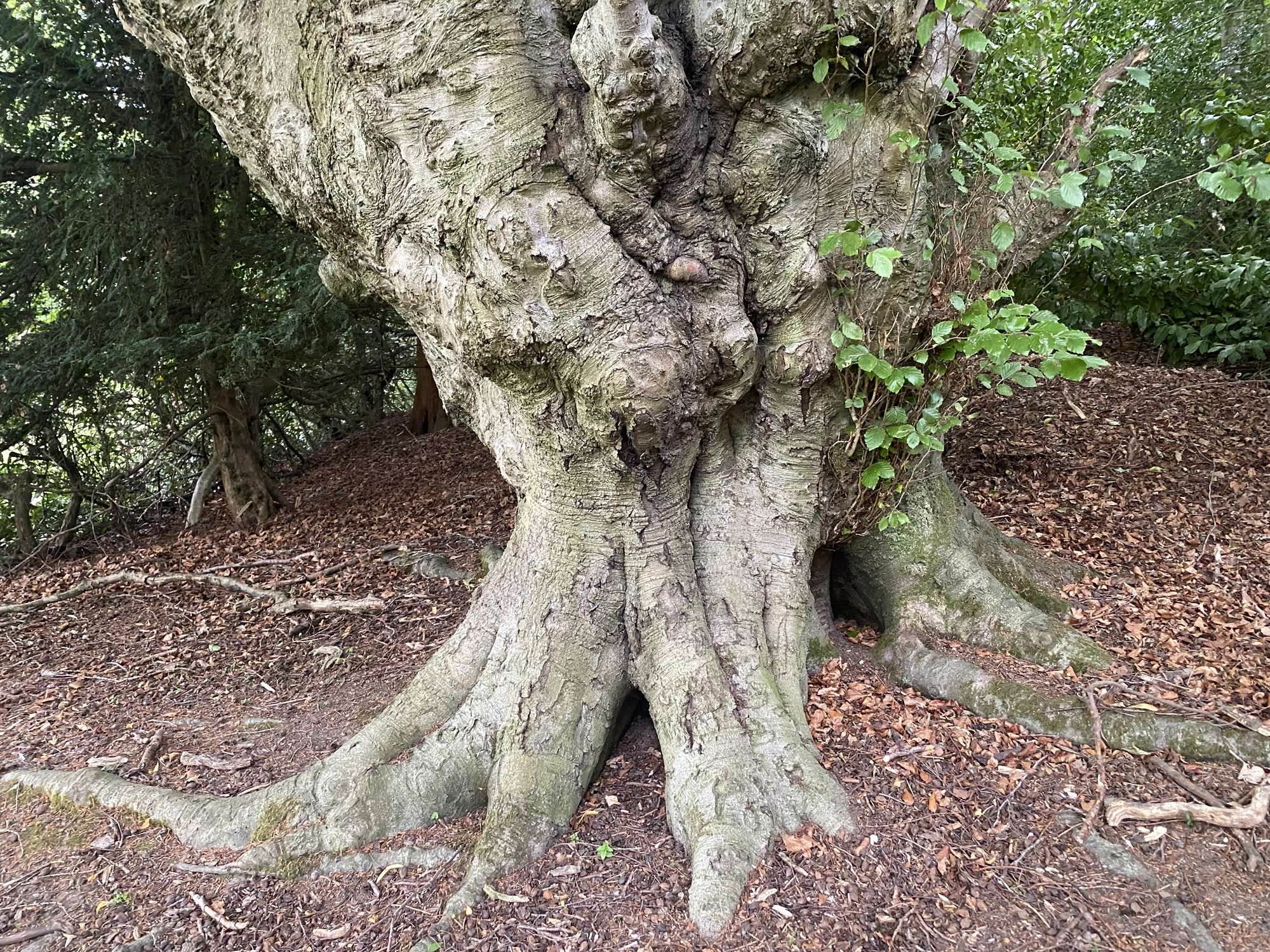 A Boyhood Memory: Climbing Mowden Hall’s Ancient Beech Tree