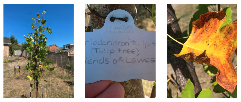 Caring for a Lewes Tulip Tree in Drought