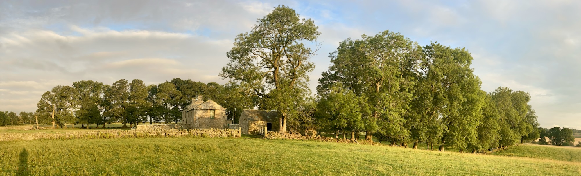 Ecological Secrets of Northumberland’s Veteran Ash Trees
