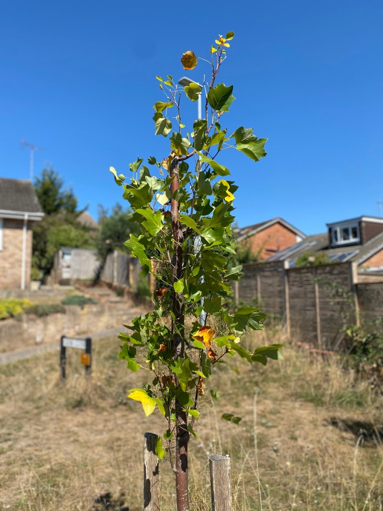 A young Tulip Tree (Liriodendron tulipifera) standing in a suburban area, showing green leaves against a clear blue sky.