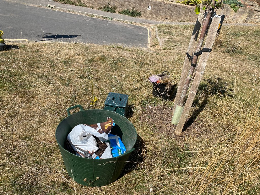 A green bucket containing gardening supplies, including mulch, next to a young Tulip Tree planted in a dry grassy area. A stool and tools are visible nearby, with the road in the background.