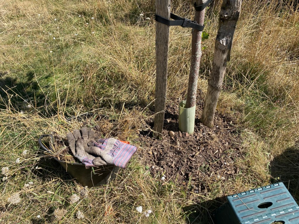 An image showing a planted Tulip Tree in a grassy area with tools and gloves nearby, indicating recent gardening work.