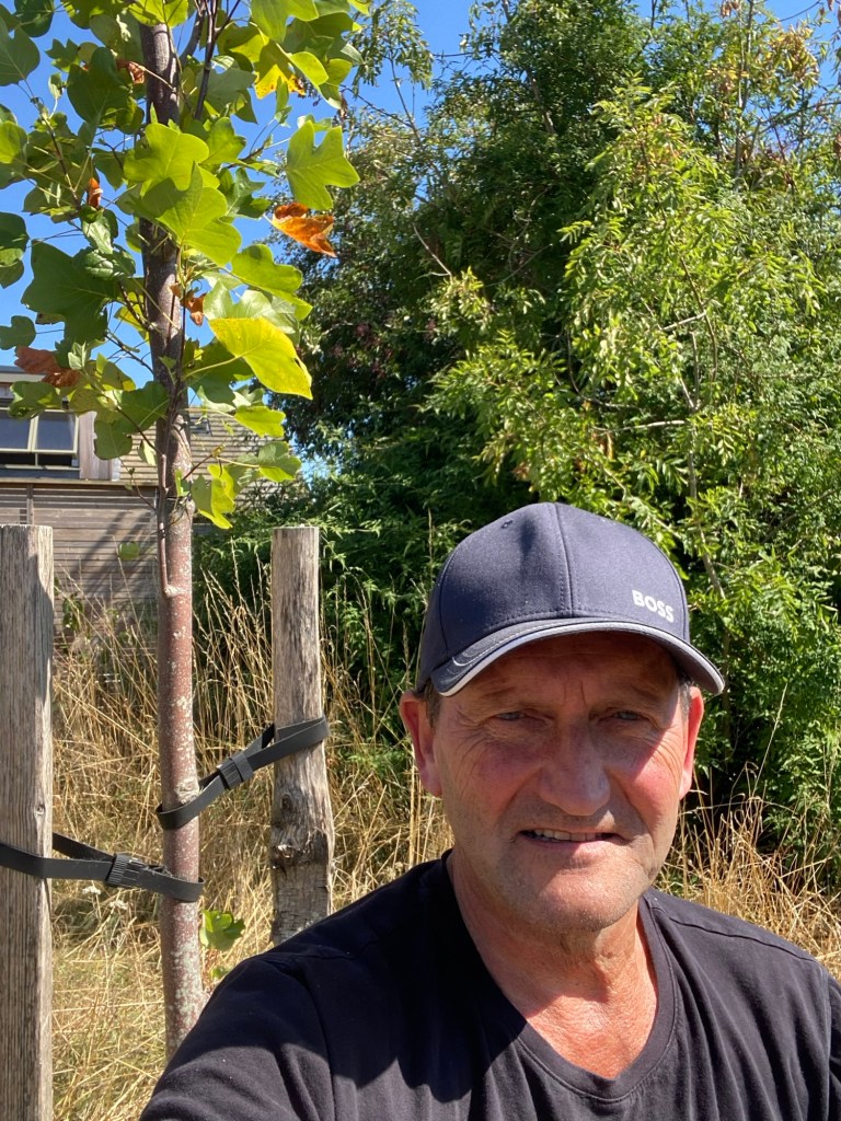 A person sitting beside a young Tulip Tree (Liriodendron tulipifera) in a suburban area, surrounded by greenery and grass.