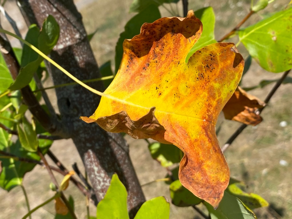 Close-up of a Tulip Tree leaf showing yellow and brown hues, with green foliage and a tree trunk visible in the background.