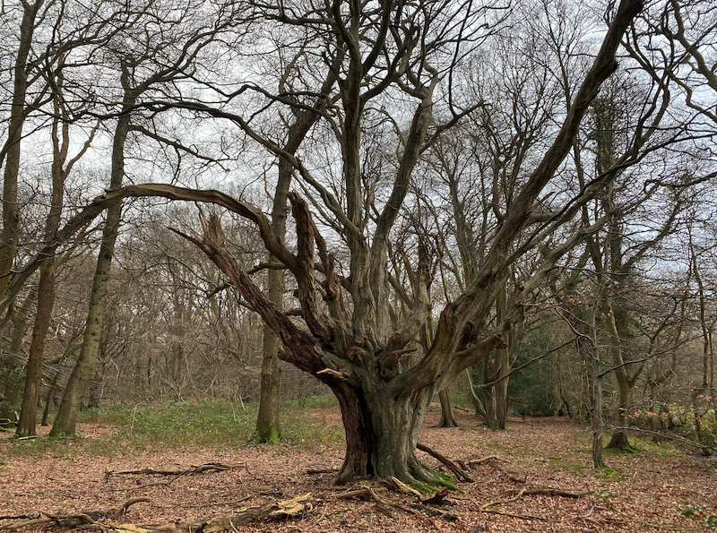A photograph taken in winter of a veteran hornbeam pollard showing its extraordinary ancient woodland characteristics.
