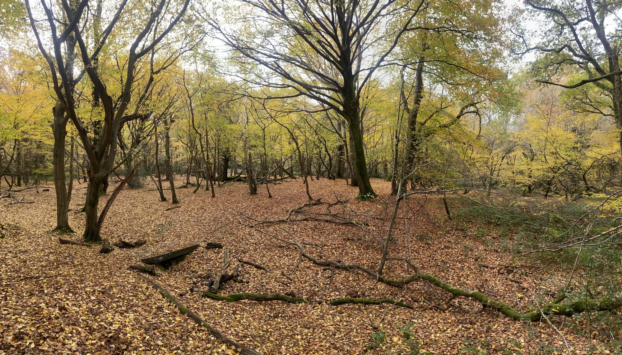 Autumn Colour in Markstakes Common days later every year