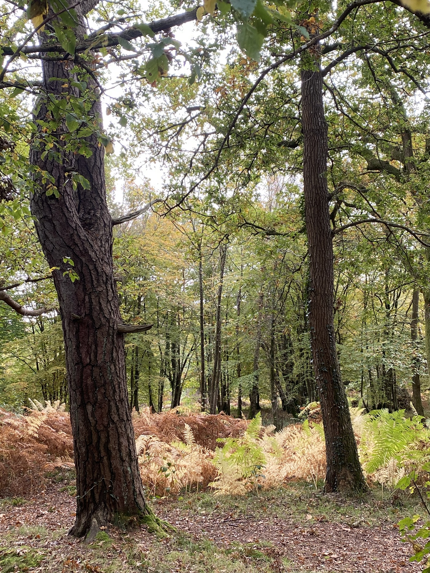 Moat Wood, East Hoathly, East Sussex