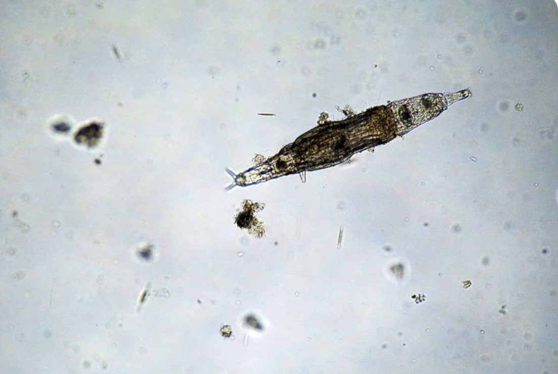 50YON: Wednesday, 25th March 1976