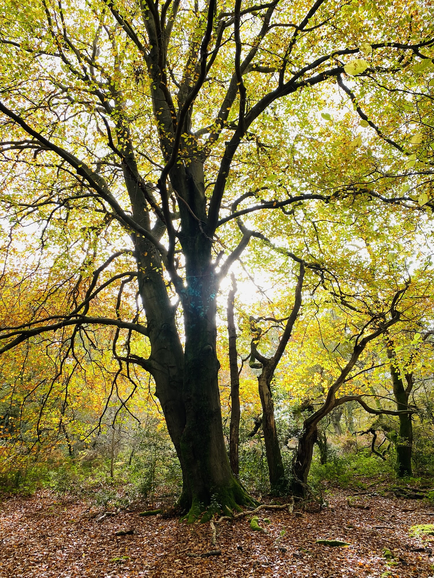 Spring or Autumn? Finding a Favourite Season in an Unpredictable Britain