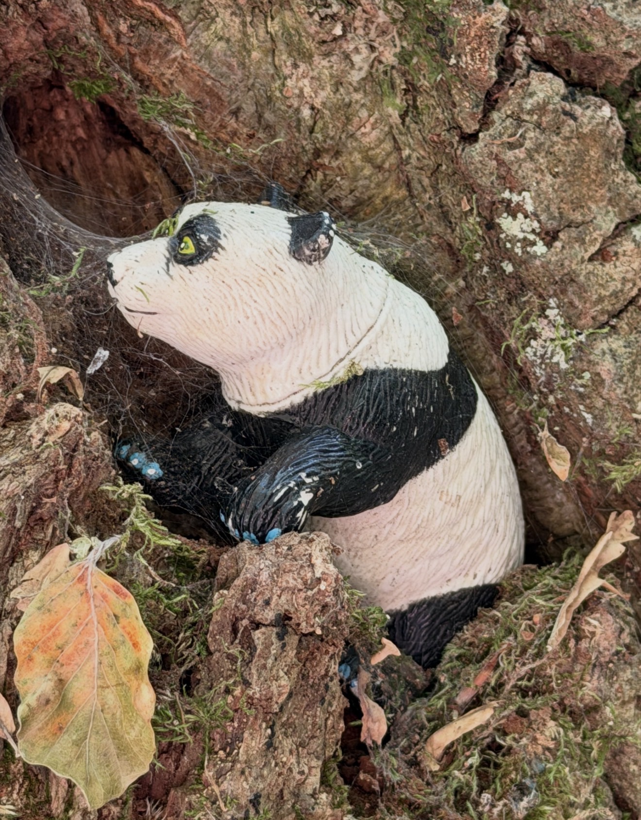 Finding Pandas in an Ancient English Wood