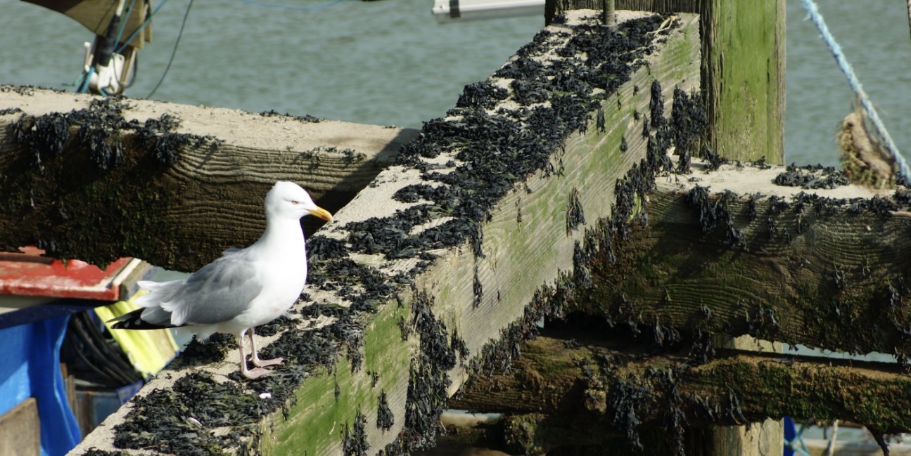 A Gull, a RIB and a Quiet Act of Courage
